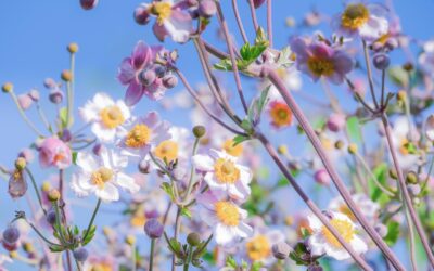 Vol.6 ワークショップの参加申込みを開始！