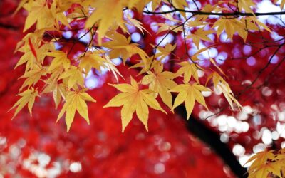 フォーカシングの現地開催ワークショップ情報をシェアします！