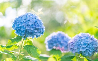 大切なお知らせがあります